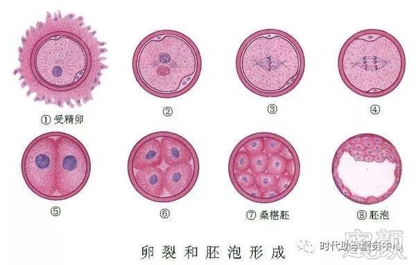 云南代妈介绍公司